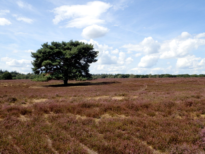 Ermelose_Heide