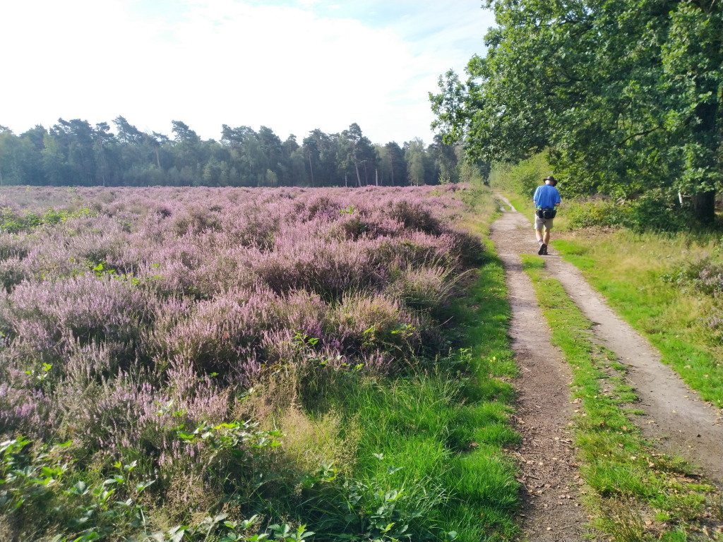 Bos_en_Heide